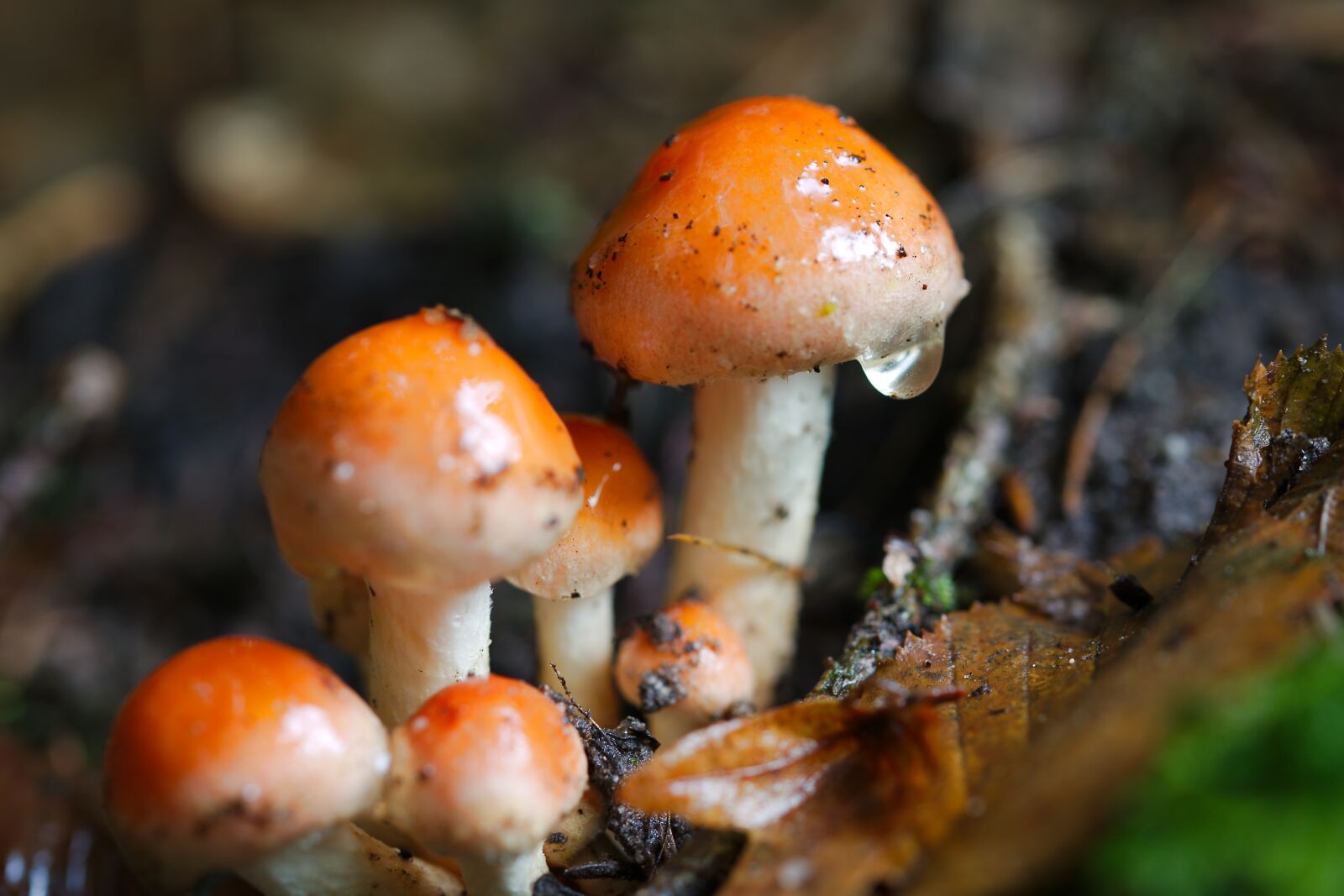 Canon EOS 6D sample photo. Mushroom, rac, autumn photography