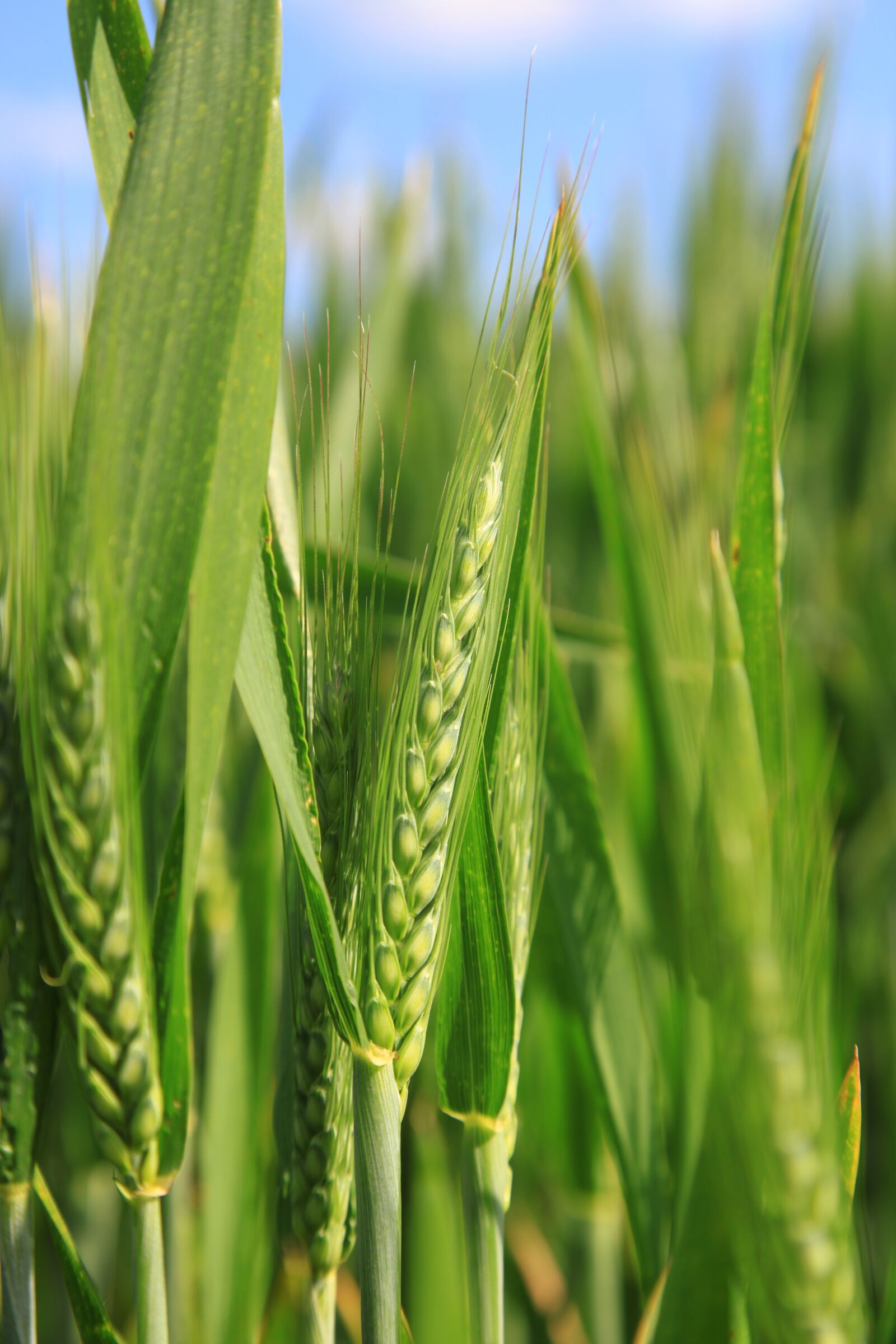 Canon EOS 5D Mark II sample photo. Wheat, epi, ear of photography