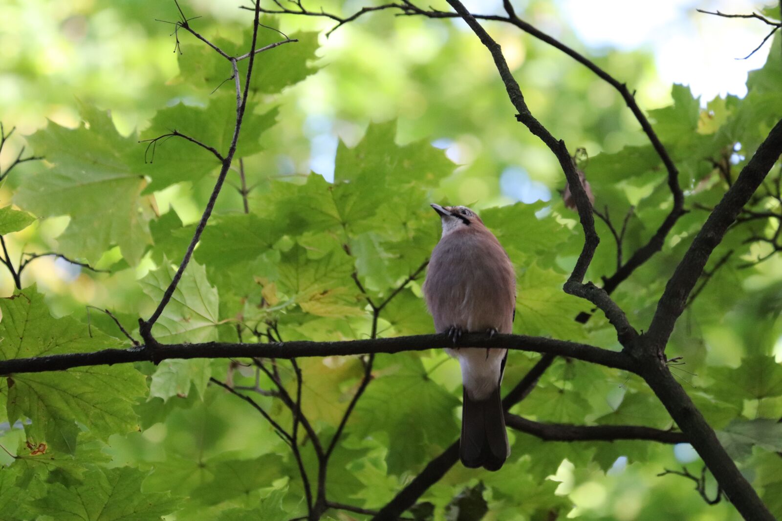 Canon EOS 77D (EOS 9000D / EOS 770D) + Canon EF 70-300 F4-5.6 IS II USM sample photo. Dove, bird, pigeon photography