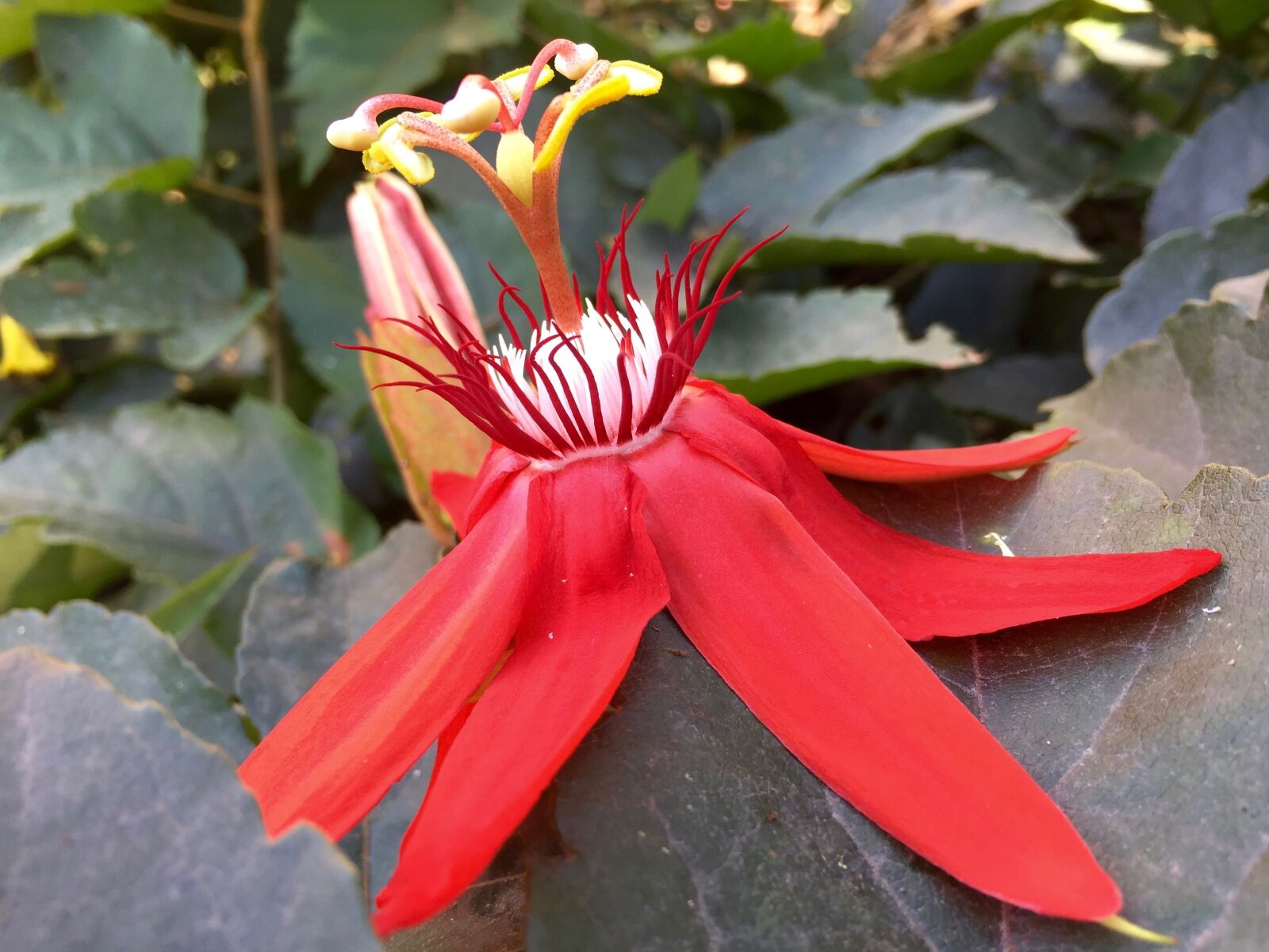iPhone 6 back camera 4.15mm f/2.2 sample photo. Flower, passion flower, crimson photography
