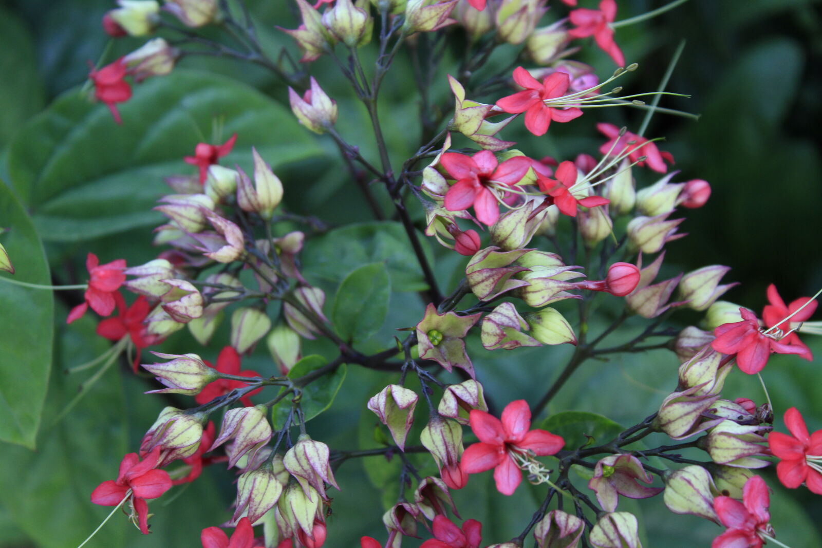Canon EOS 7D sample photo