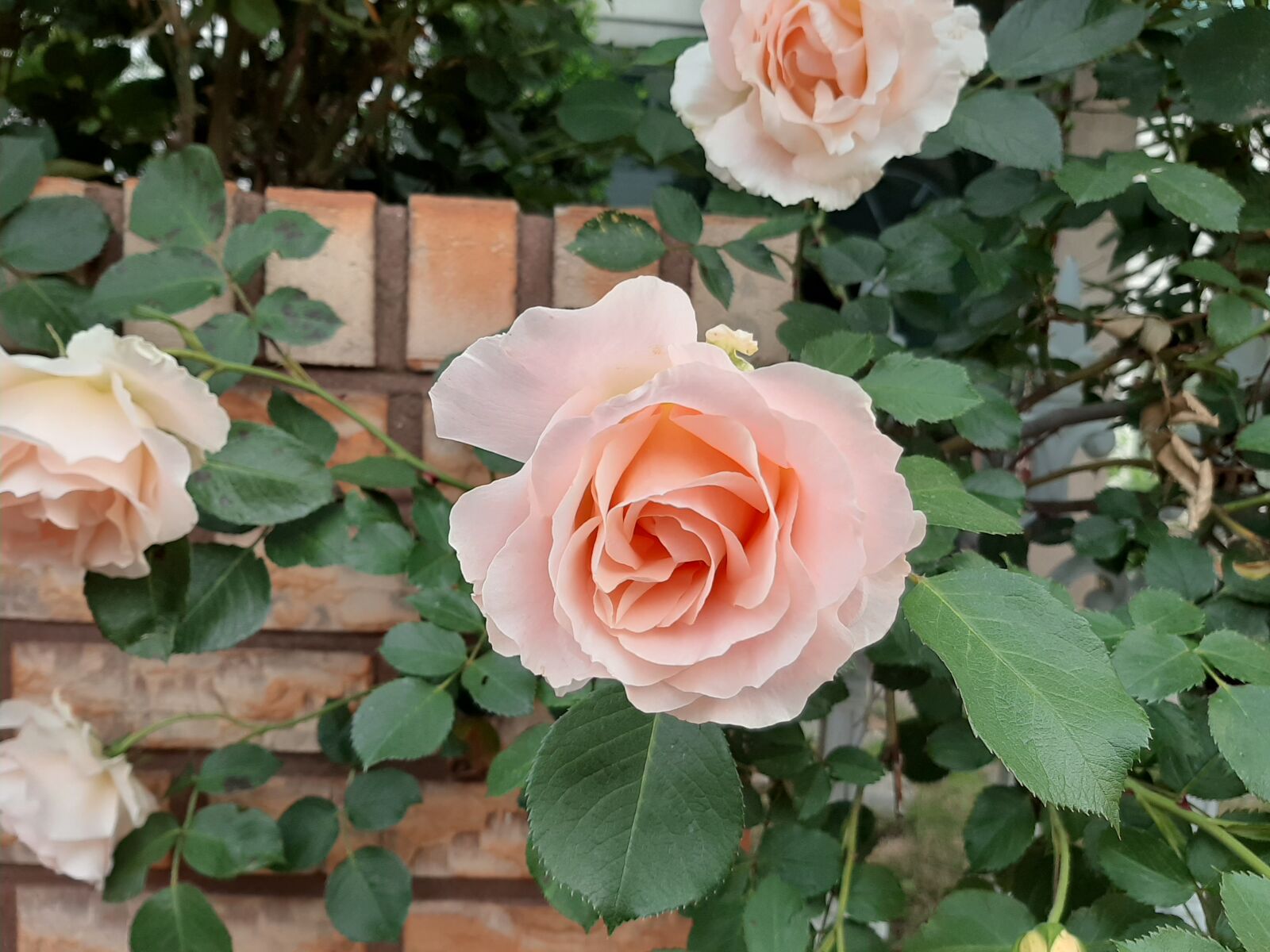 Samsung Galaxy A50 sample photo. Rose, pink roses, 5 photography