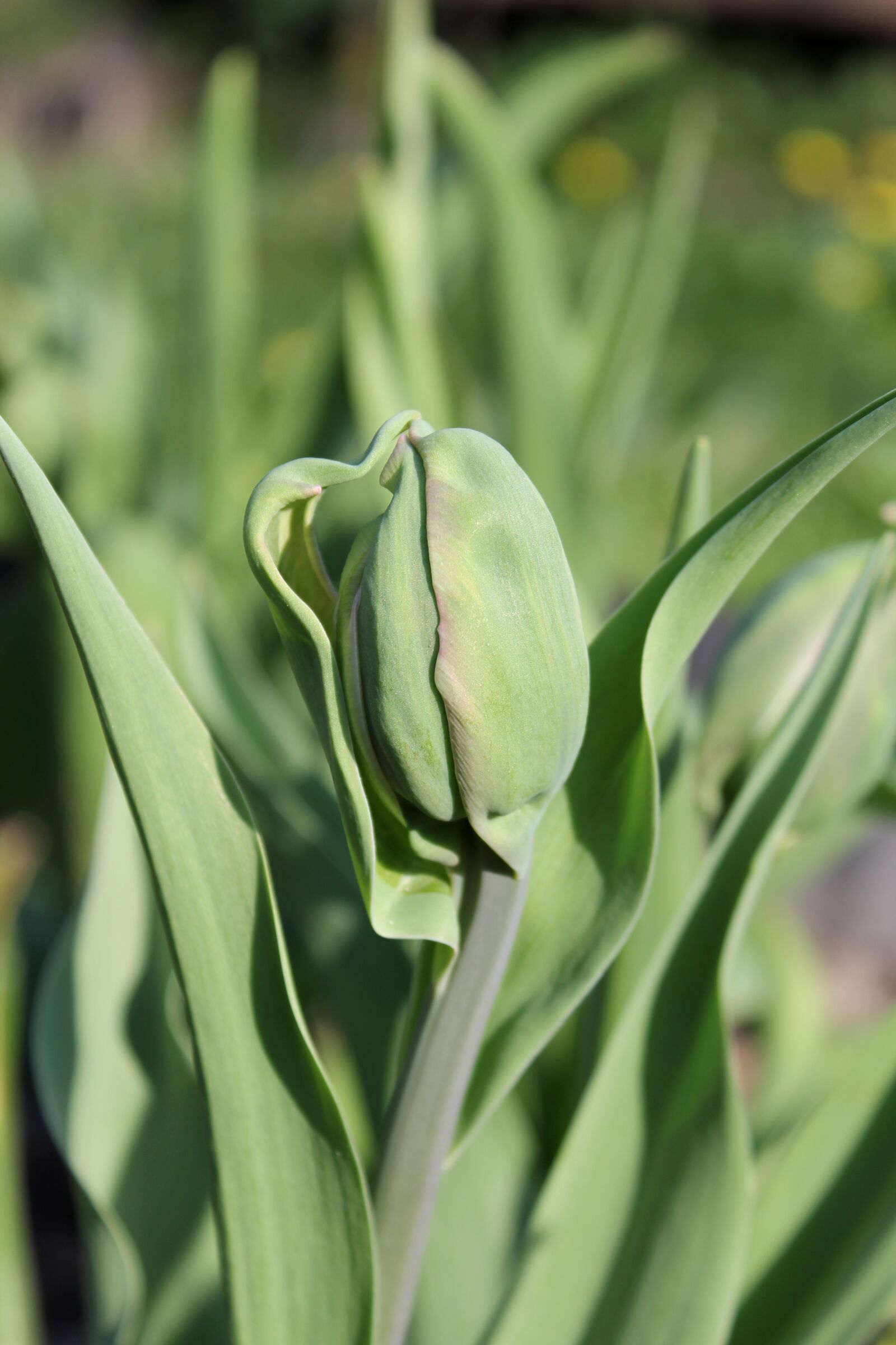 Canon EOS 60D sample photo. Tulip, interesting flower, got photography