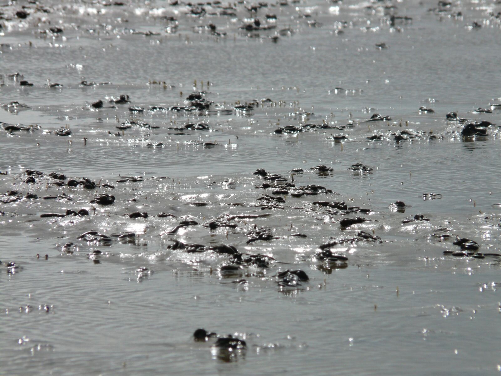 Panasonic DMC-FZ18 sample photo. Watts, wadden sea, north photography