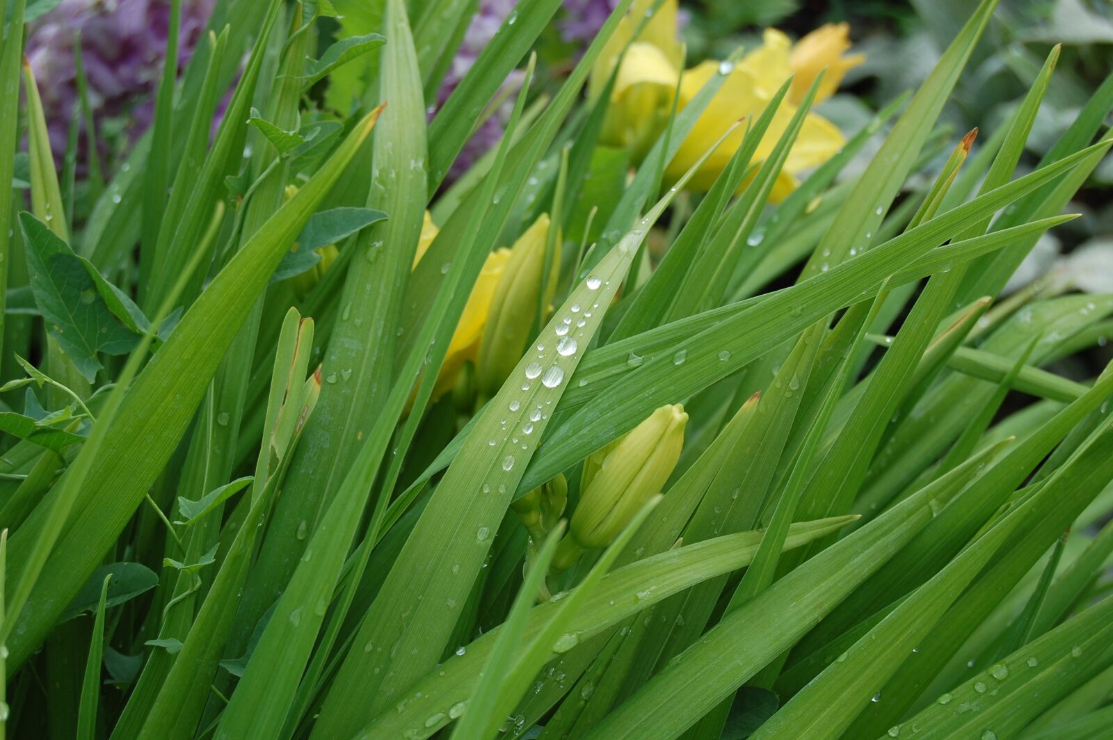 Nikon D40 sample photo. Tulip, flowers, spring photography