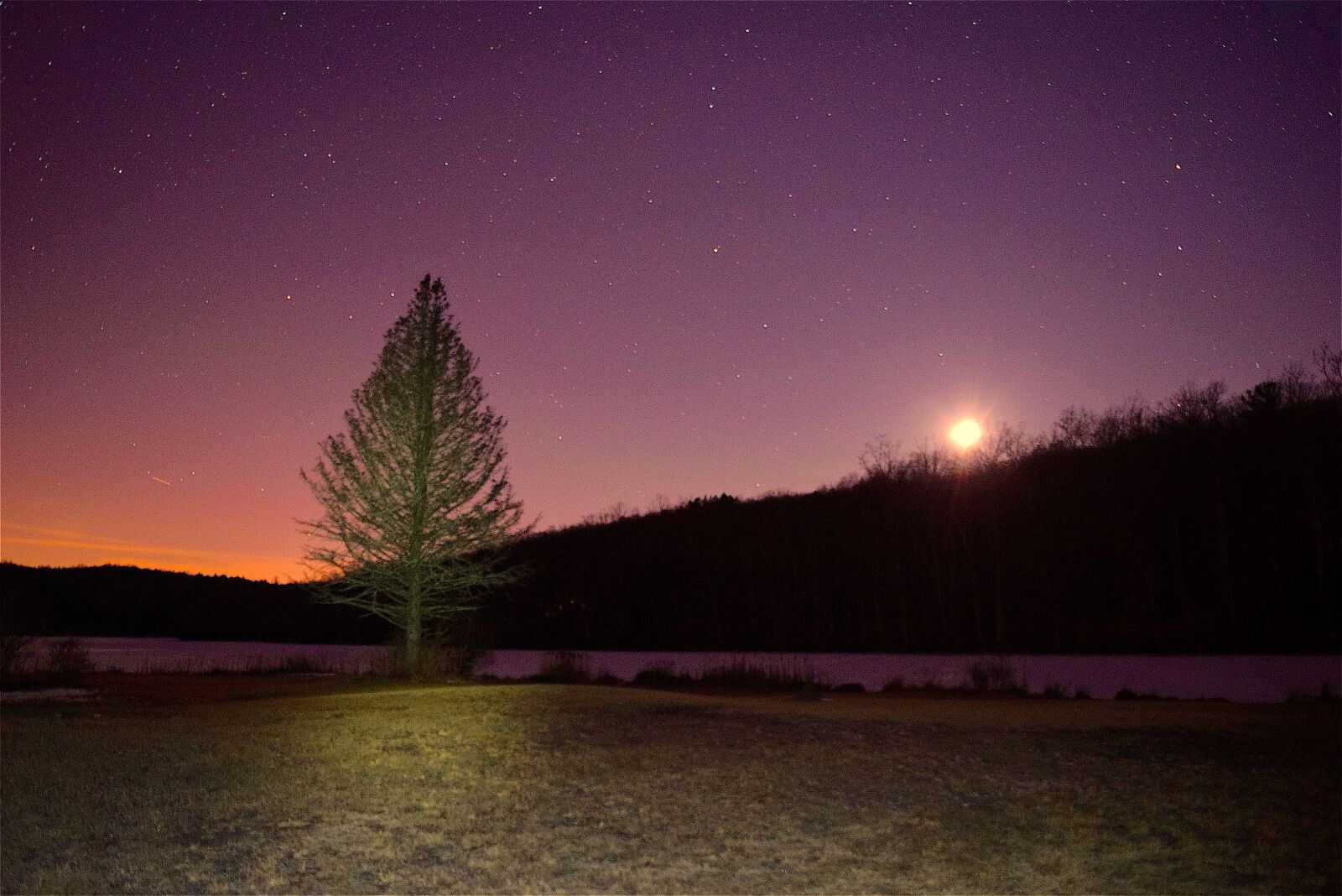 Nikon D3300 sample photo. Tree, night, moon photography