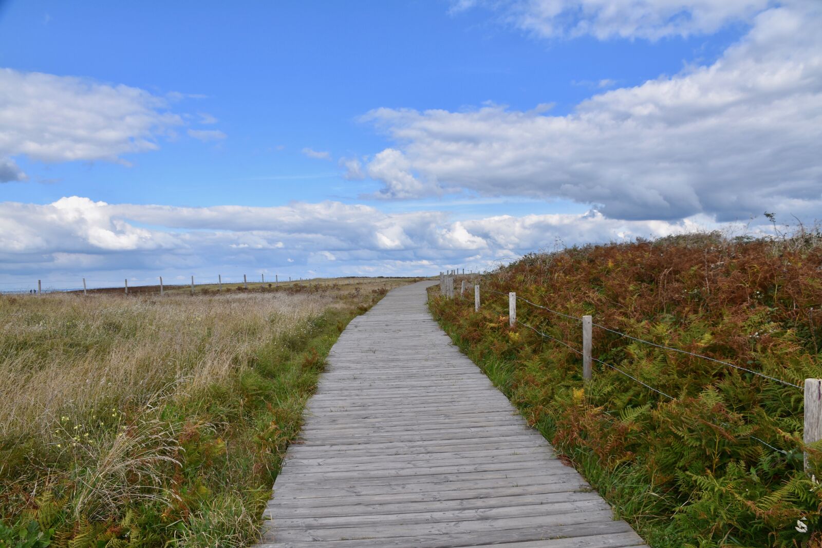 Nikon D5600 sample photo. Path, gone coastal wooden photography
