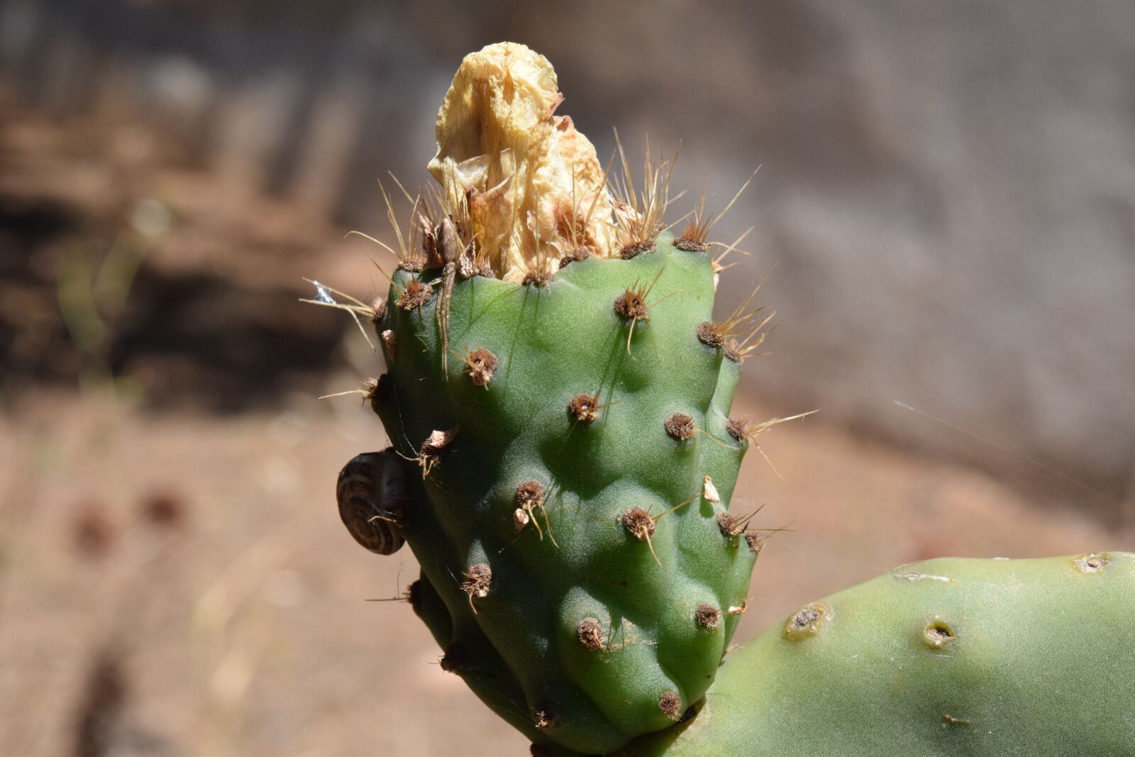 Nikon D3300 sample photo. Cactus, prickly pear, cactus photography