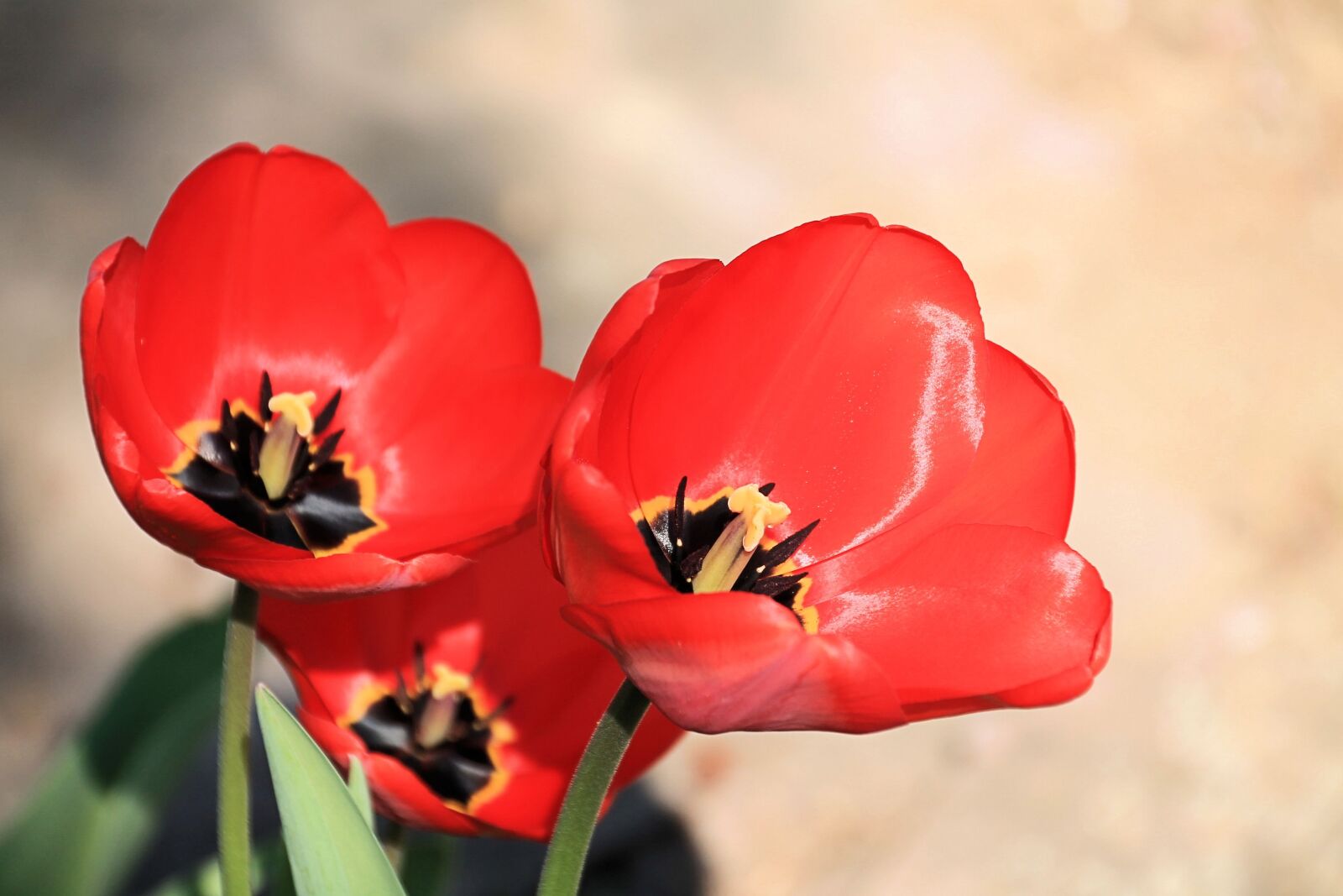 Canon EOS 1100D (EOS Rebel T3 / EOS Kiss X50) sample photo. Tulips, red, spring photography