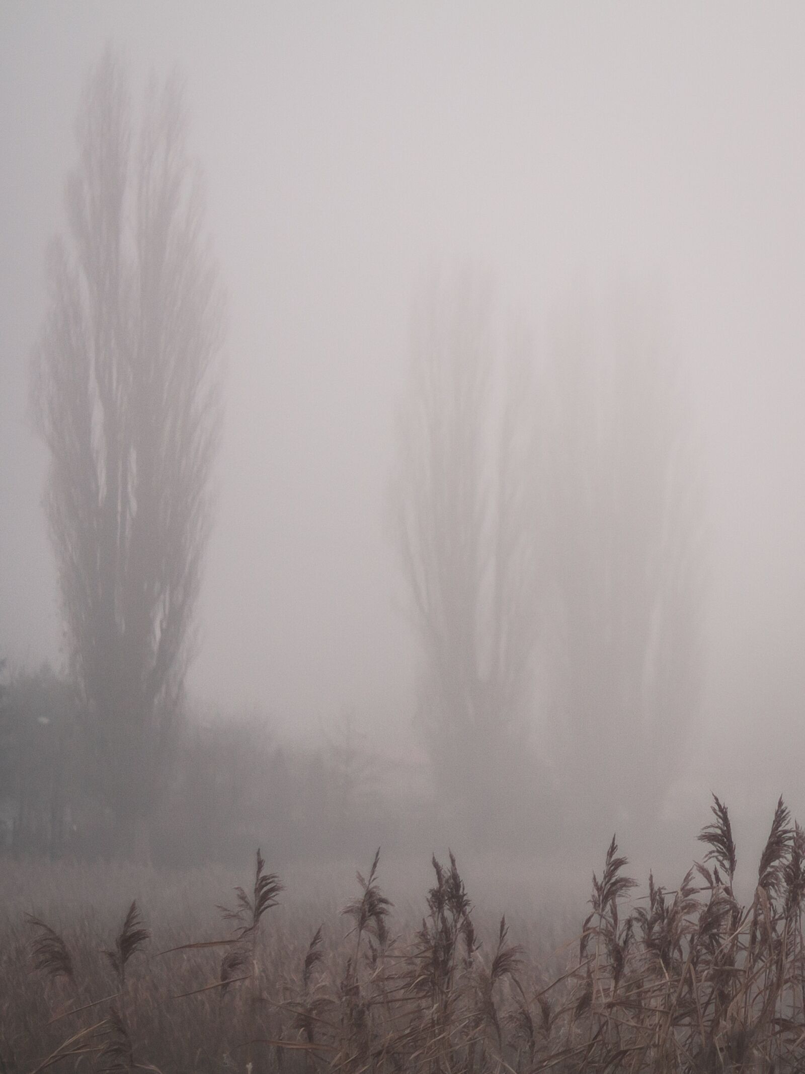 Canon EOS 450D (EOS Rebel XSi / EOS Kiss X2) sample photo. The fog, view, nature photography