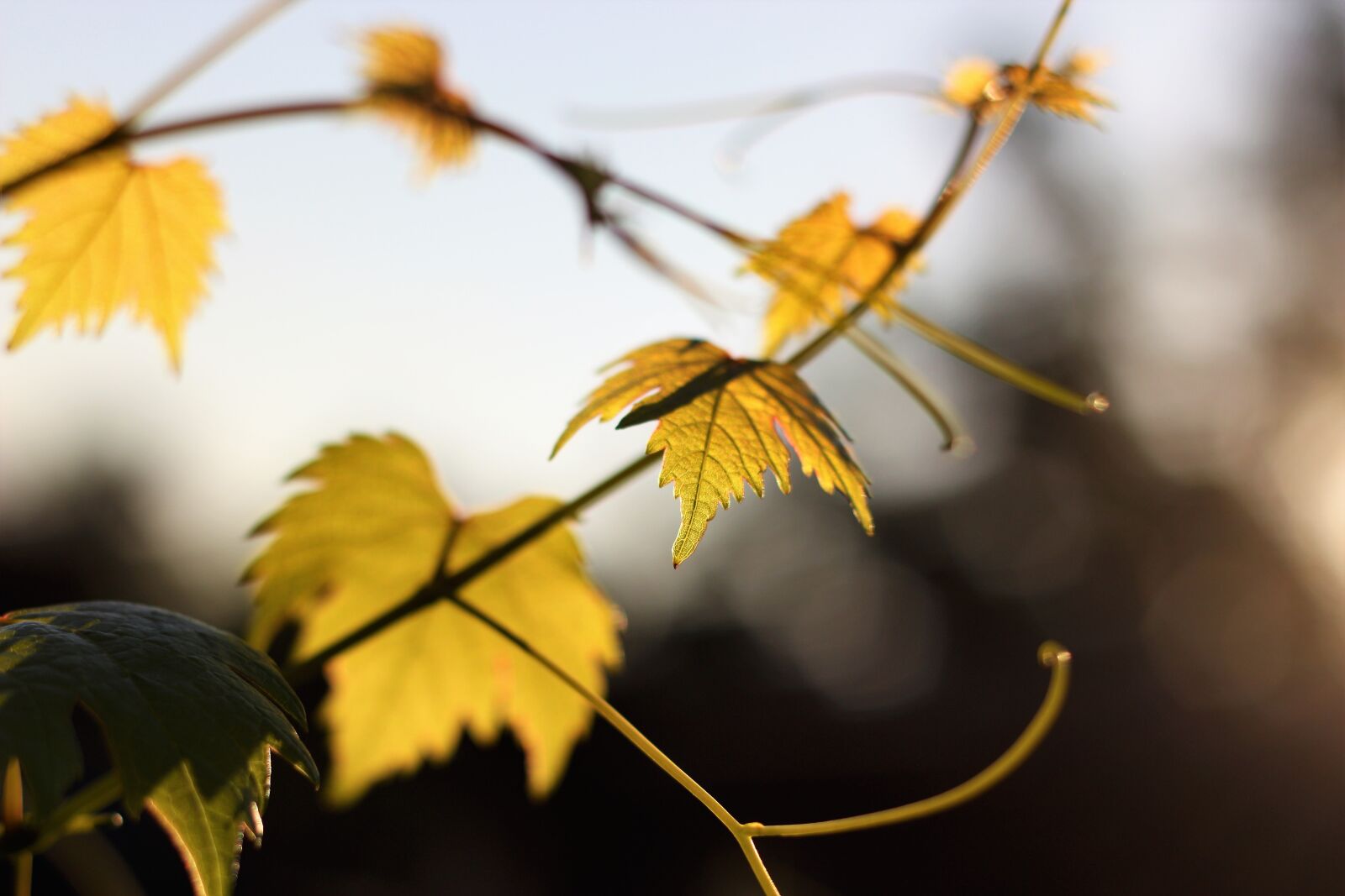 Canon EOS 650D (EOS Rebel T4i / EOS Kiss X6i) + Canon EF 50mm F1.8 II sample photo. Autumn, nature, foliage photography