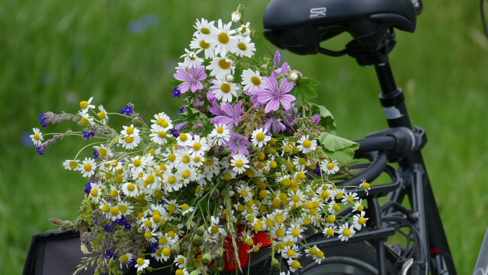 Leica V-Lux (Typ 114) sample photo. Wild flowers, wheel, bike photography