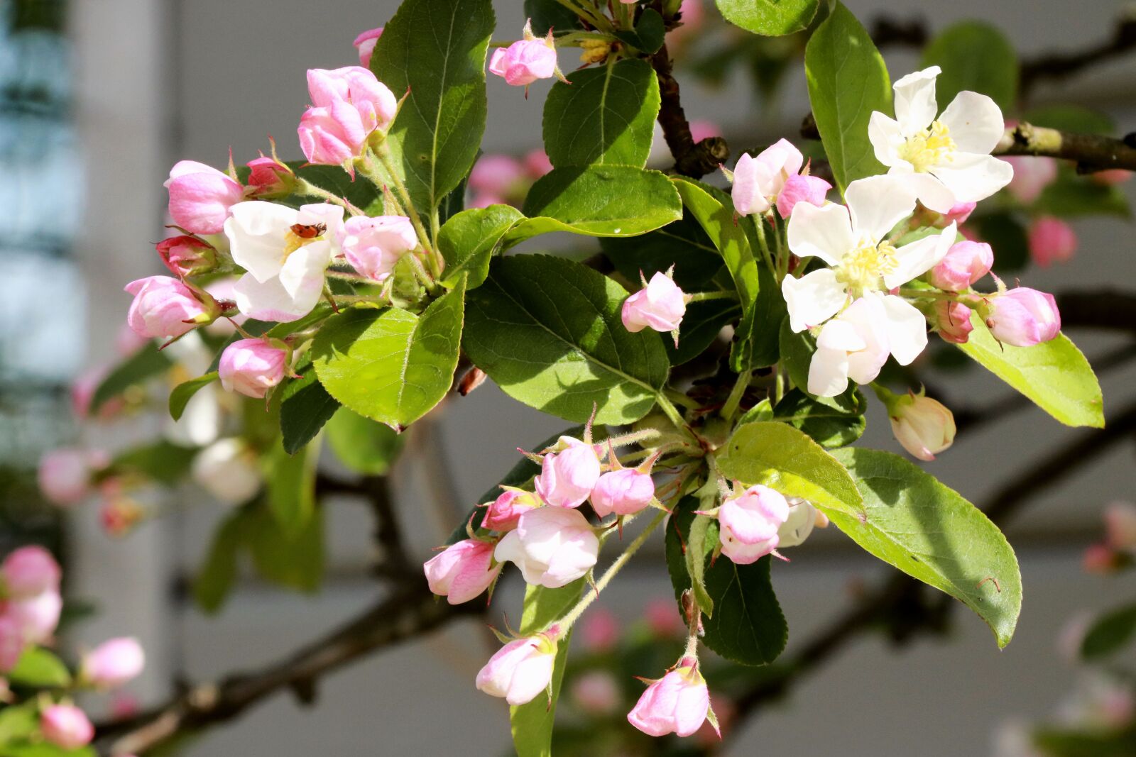 Canon EOS 750D (EOS Rebel T6i / EOS Kiss X8i) sample photo. Pink, spring, flowers photography