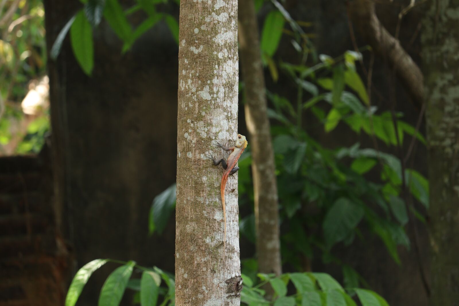Canon EOS 250D (EOS Rebel SL3 / EOS Kiss X10 / EOS 200D II) sample photo. Chameleon, kerala, tree photography