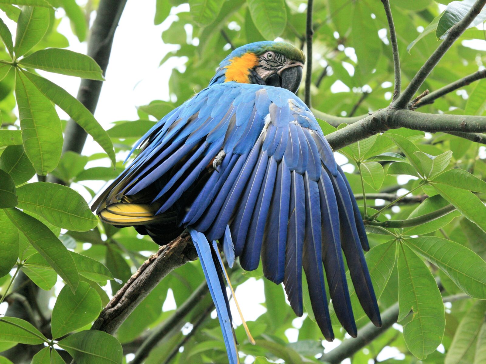 Canon EOS 5D sample photo. Blue and yellow macaw photography