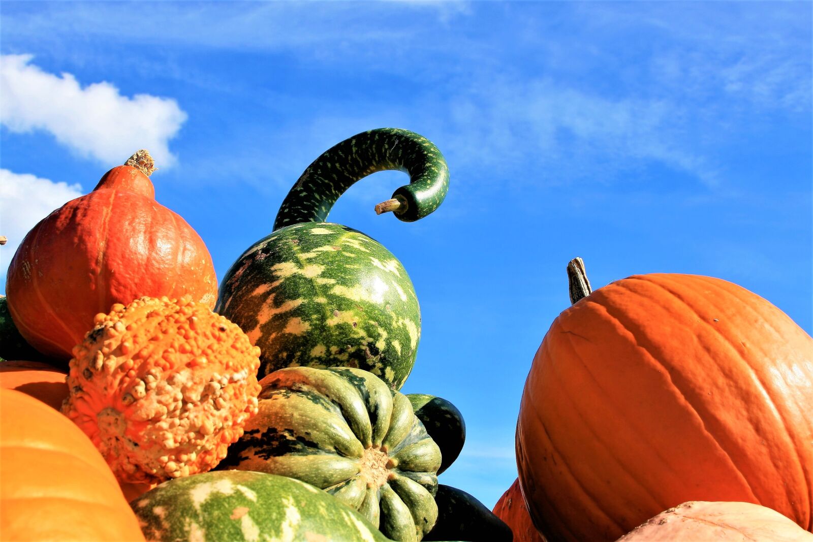 Canon EOS 400D (EOS Digital Rebel XTi / EOS Kiss Digital X) sample photo. Pumpkins, colorful, vegetables photography