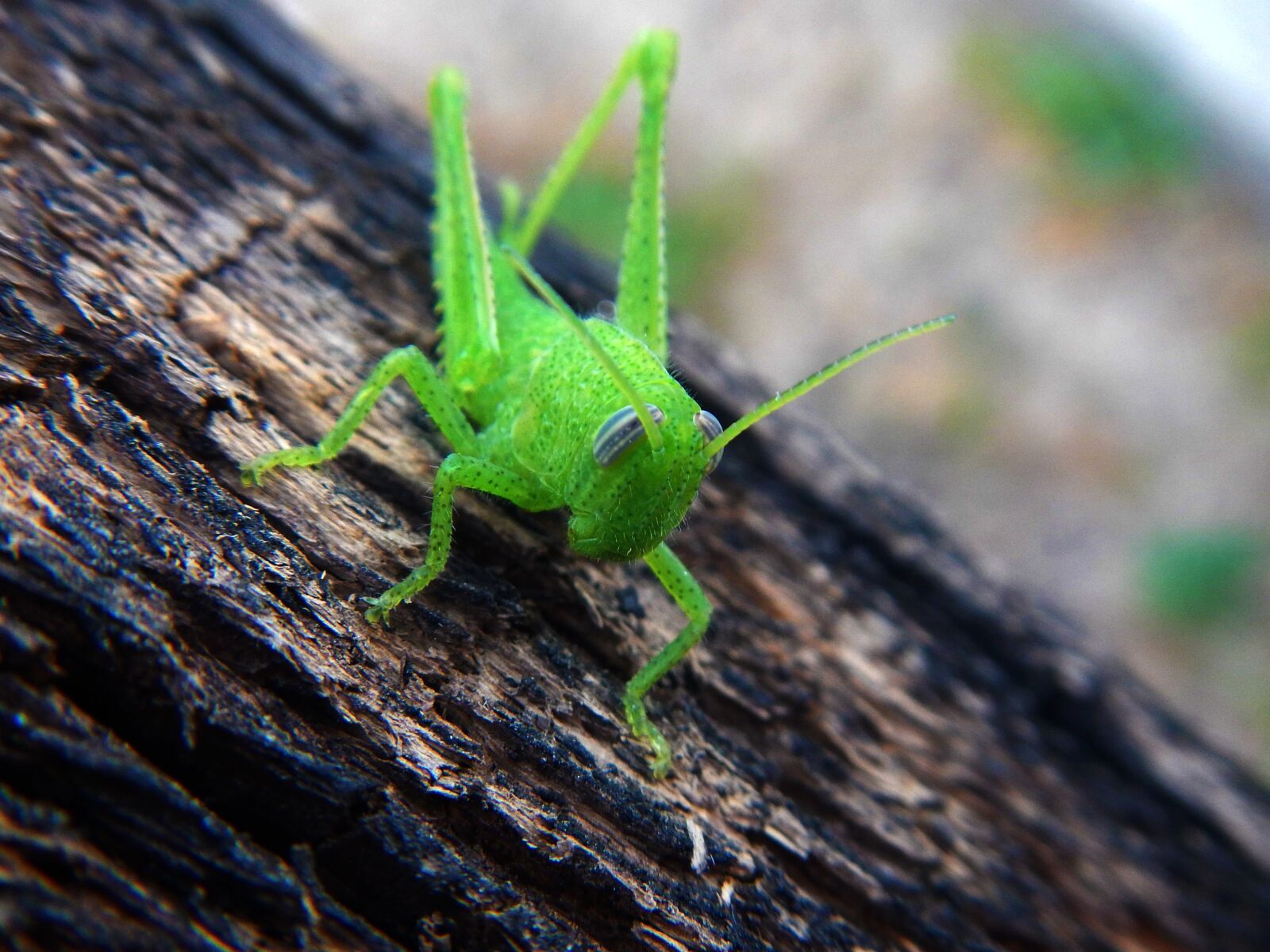Nikon Coolpix AW110 sample photo. Grasshopper, cricket, insect photography