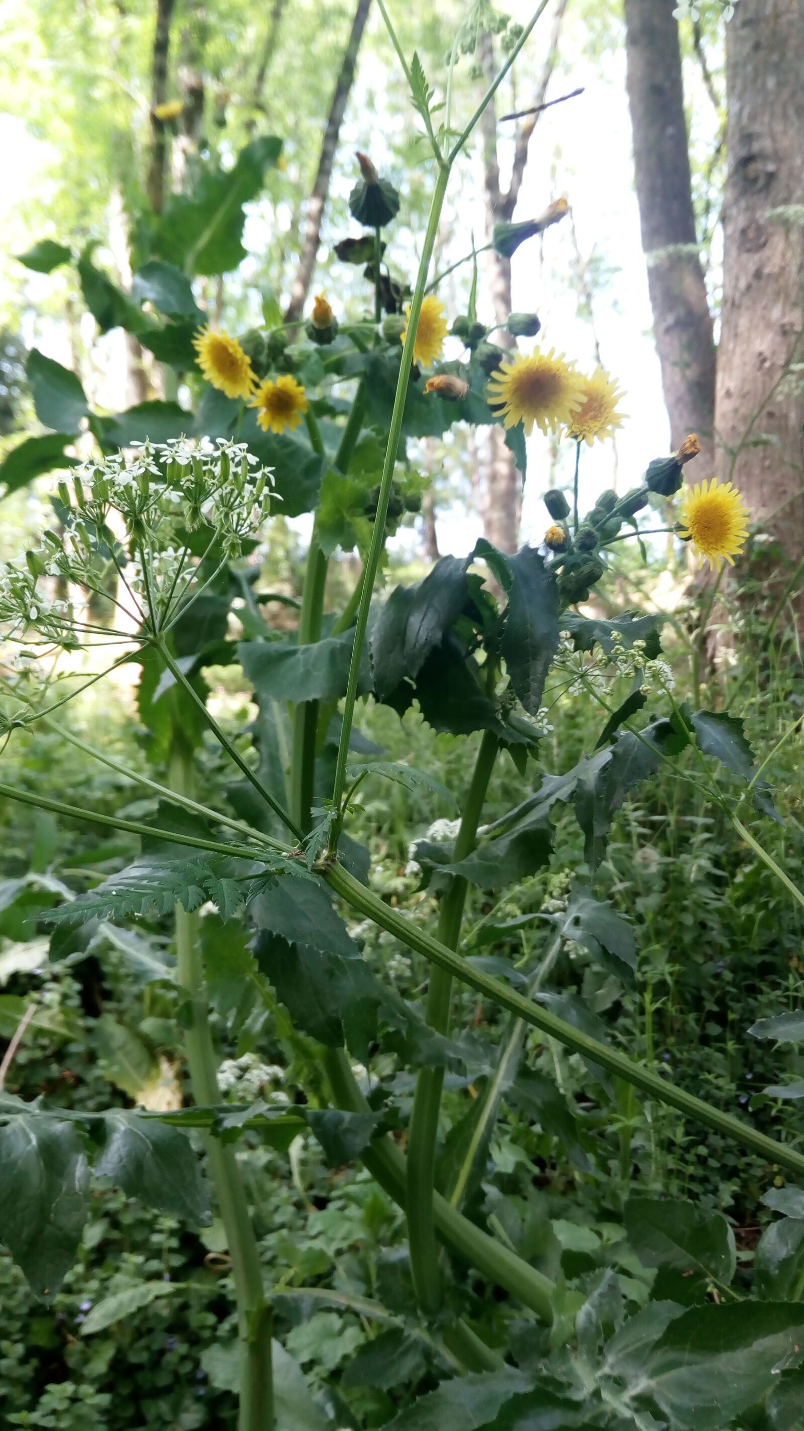 HUAWEI MYA-L11 sample photo. Flowers, nature, country photography