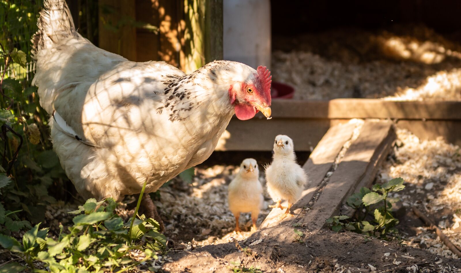 Nikon D750 sample photo. Animals, chicks, mother hen photography
