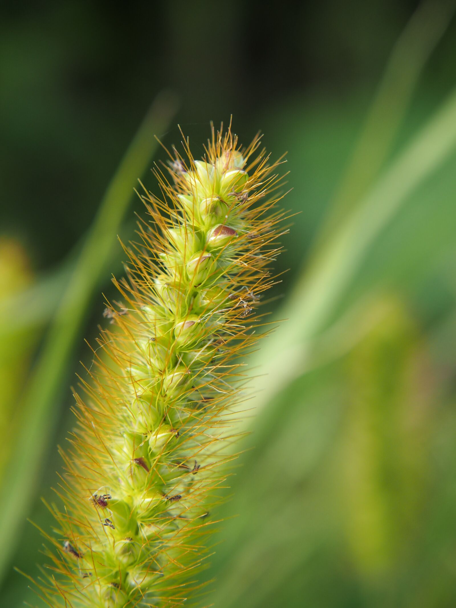 Olympus OM-D E-M10 sample photo. Grass, halm, grasses photography