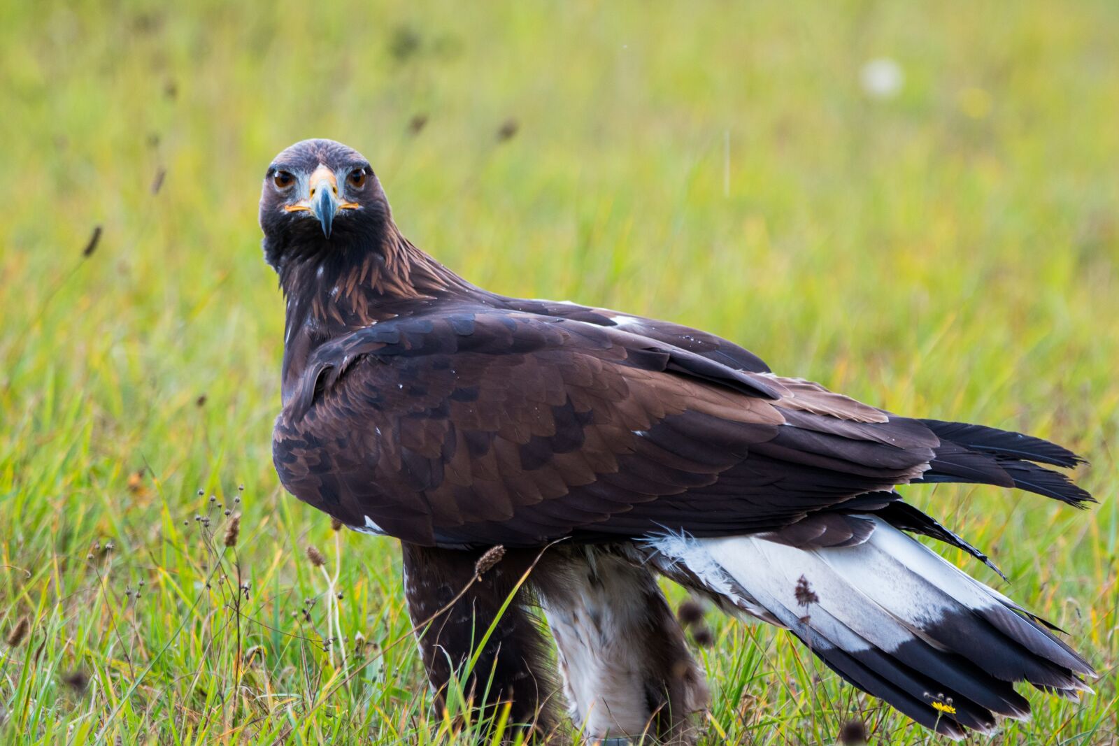 150-600mm F5-6.3 DG OS HSM | Contemporary 015 sample photo. Golden eagle, adler, bird photography