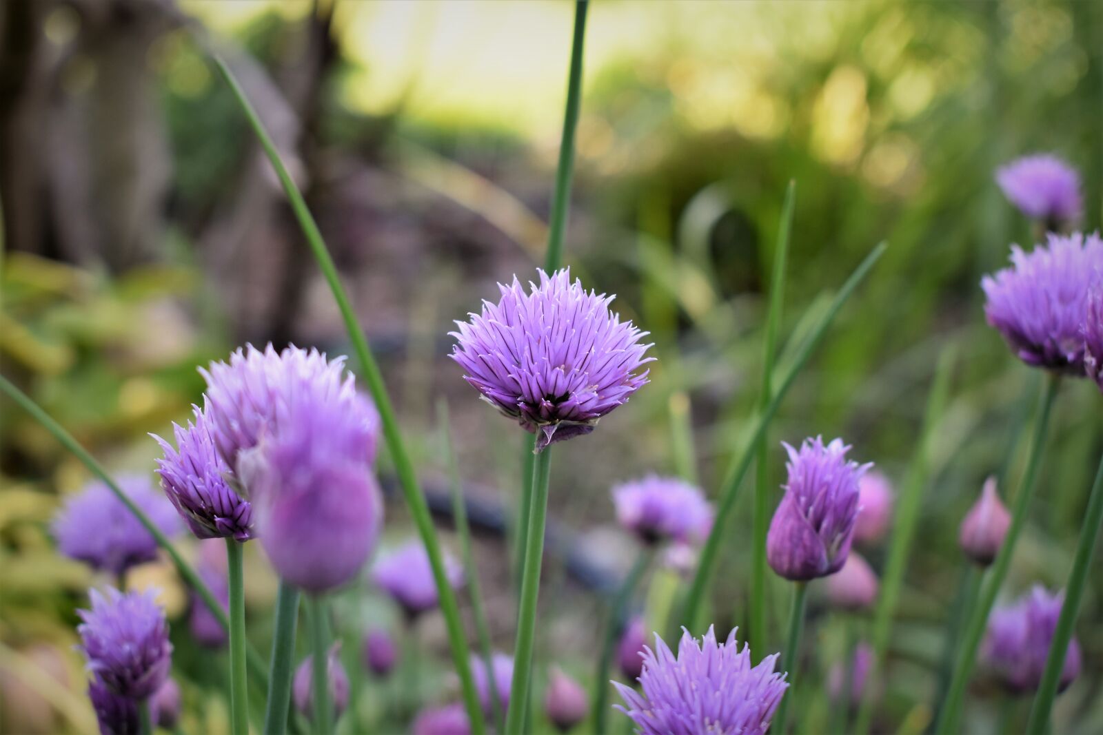 Nikon D5500 sample photo. Chives, blossom, bloom photography