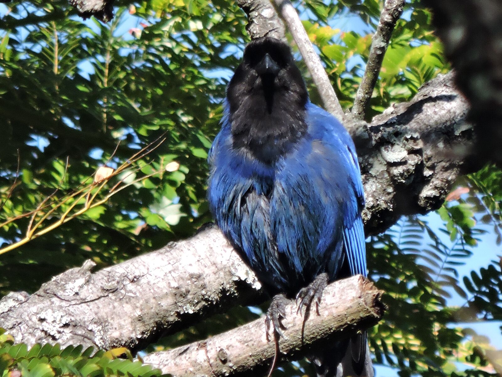 Nikon Coolpix P530 sample photo. Pássaro, ave, azul photography