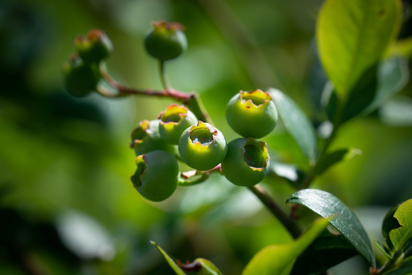 Nikon D7100 sample photo. Blueberries, green, immature photography