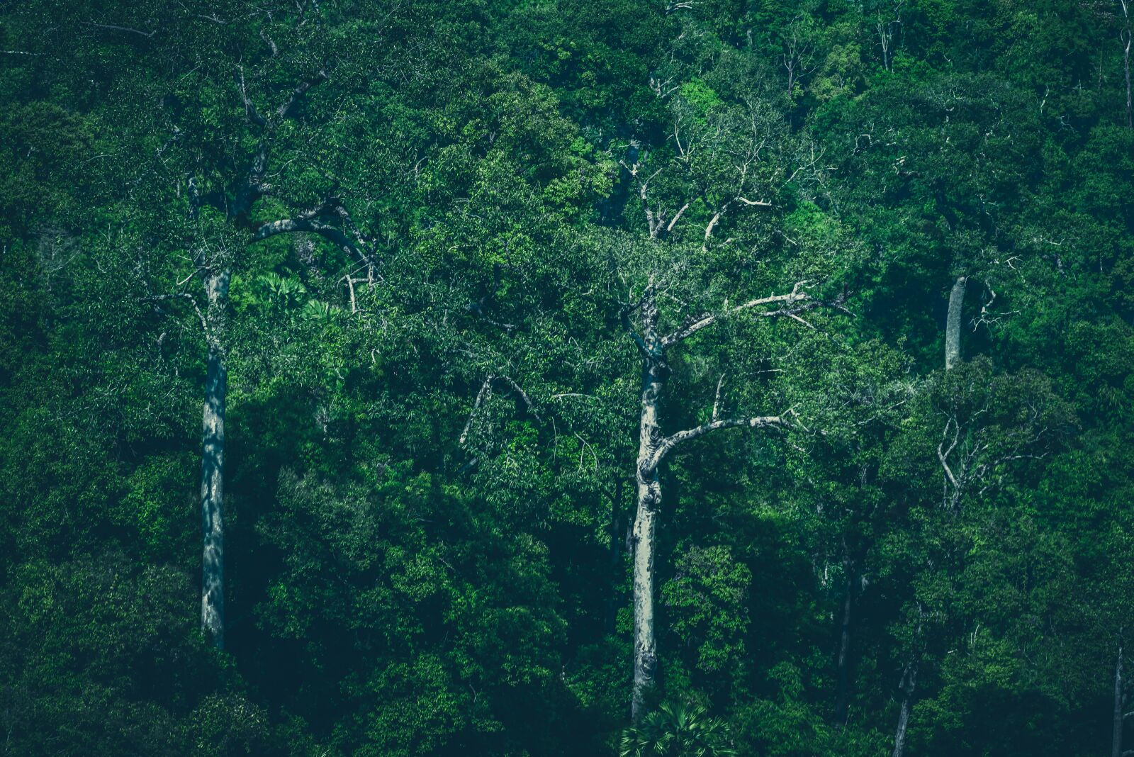Nikon D750 sample photo. Jungle, tropics, rain photography