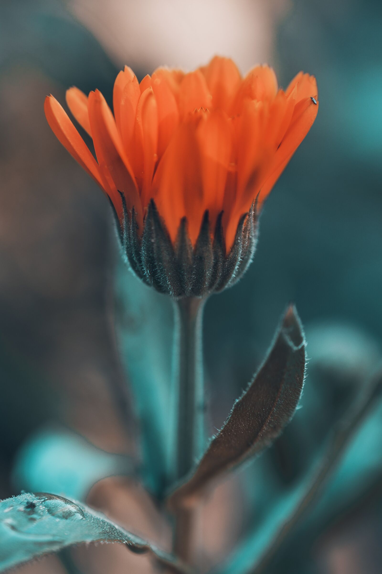 Nikon D7100 sample photo. Flower, orange, nature photography