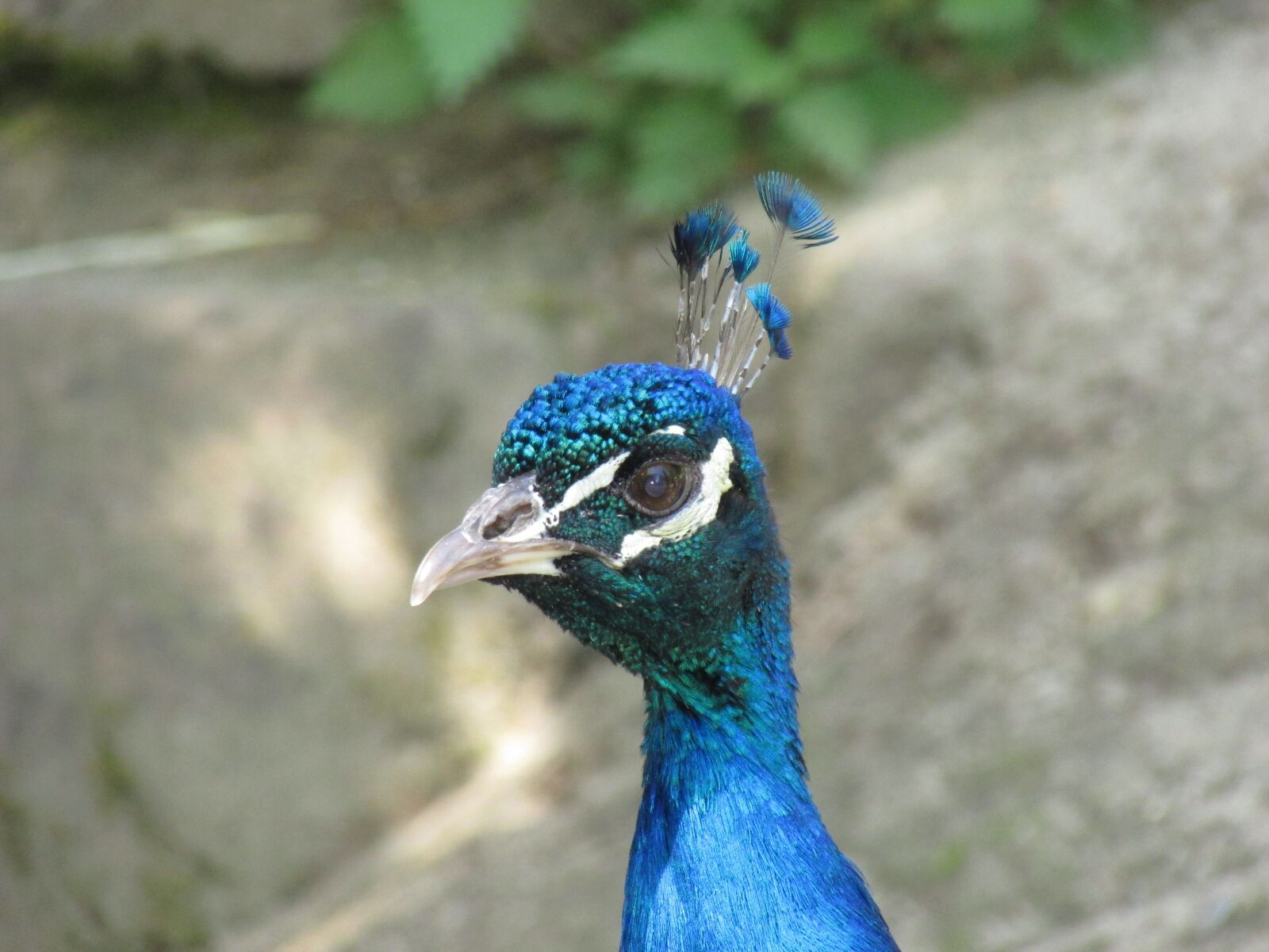 Canon PowerShot SX500 IS sample photo. Peacock, head, bird photography