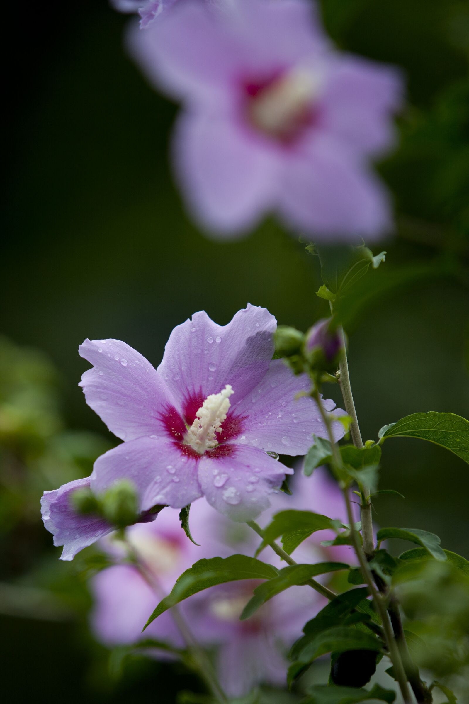 Canon EOS 5D sample photo. Nature, plants, park photography