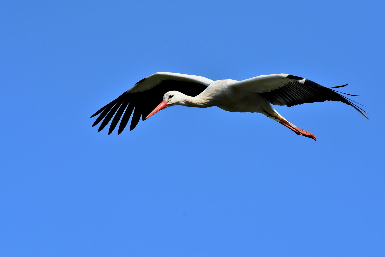 Nikon D7200 sample photo. Stork, flying, wing photography