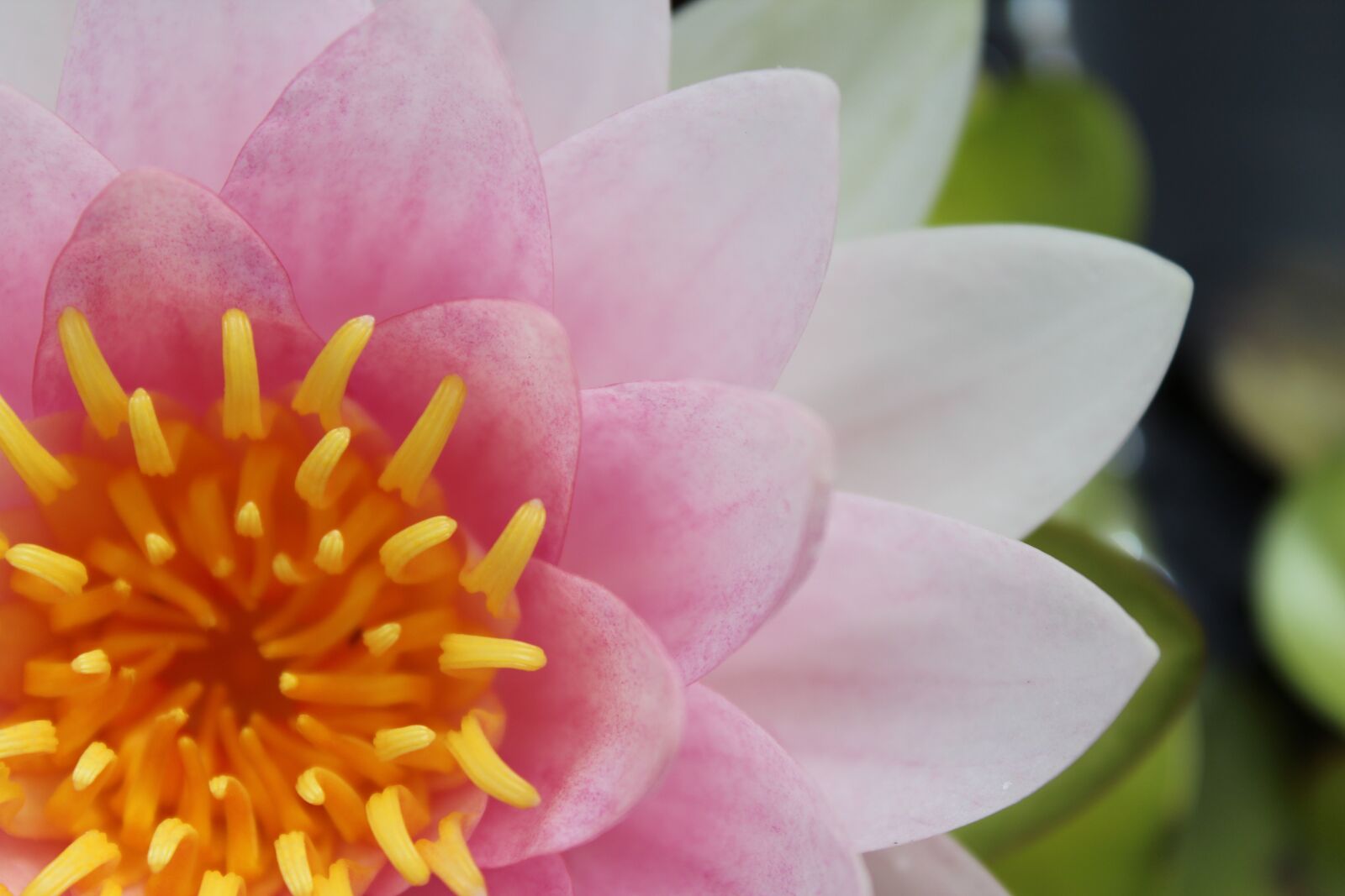 Canon EOS 1200D (EOS Rebel T5 / EOS Kiss X70 / EOS Hi) sample photo. Water lily, nuphar lutea photography