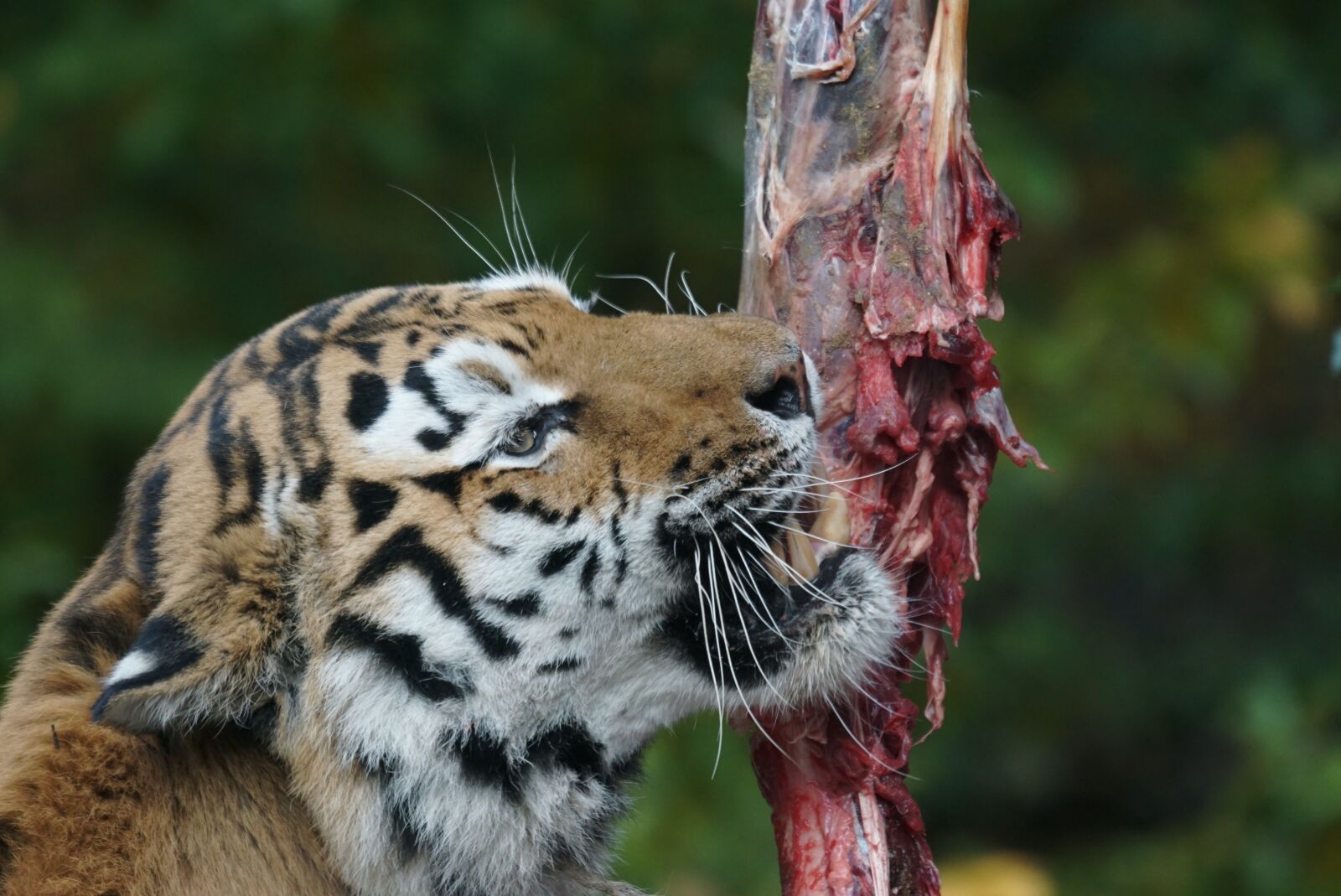 Sony ILCA-77M2 + Sony 70-400mm F4-5.6 G SSM sample photo. Amurtiger, food, eat photography