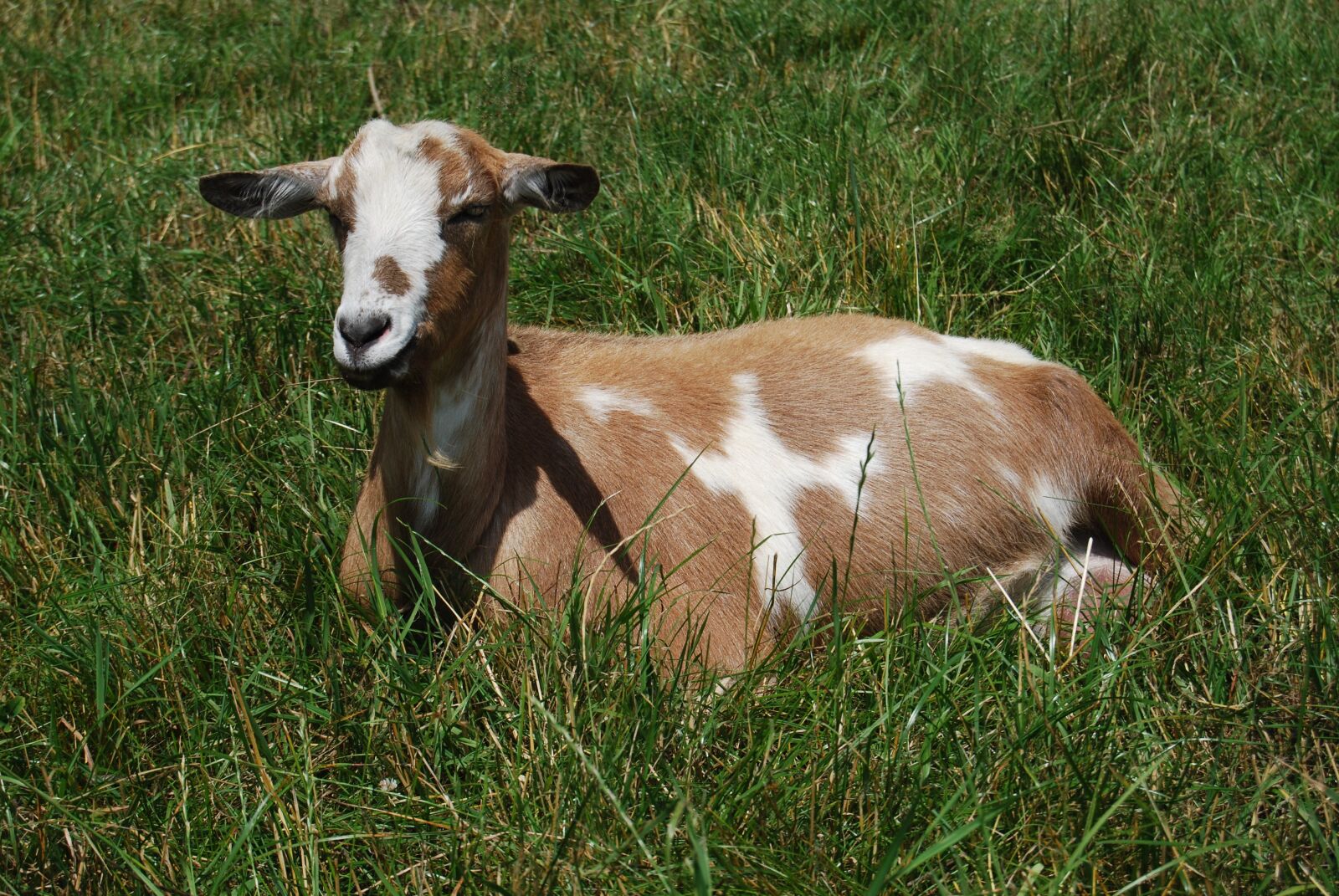 Nikon D40X sample photo. Goat, grass, rest photography