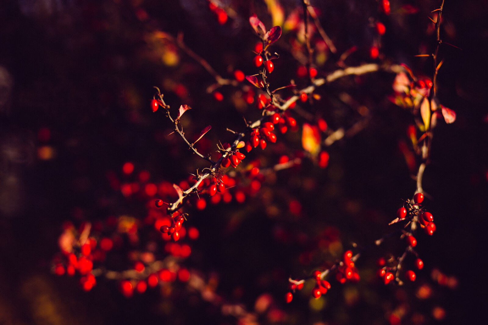 Canon EF 85mm F1.8 USM sample photo