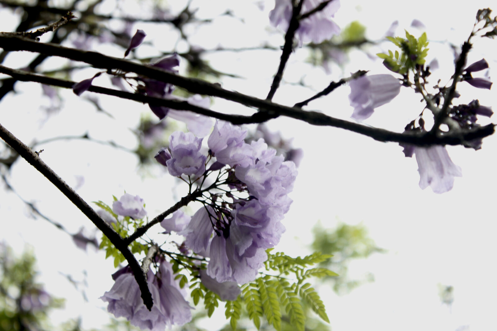 Canon EOS 550D (EOS Rebel T2i / EOS Kiss X4) sample photo. Beautiful, flowers, flower, nature photography