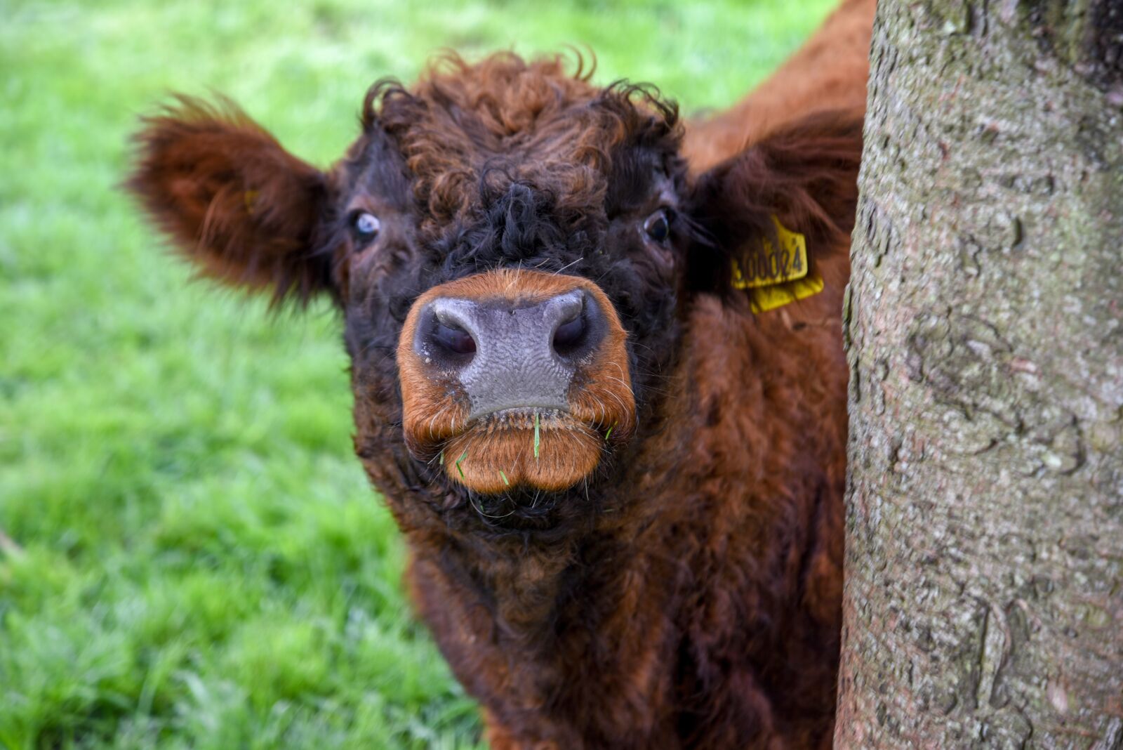 Nikon D750 sample photo. Cow, longhair cattle, longhair photography