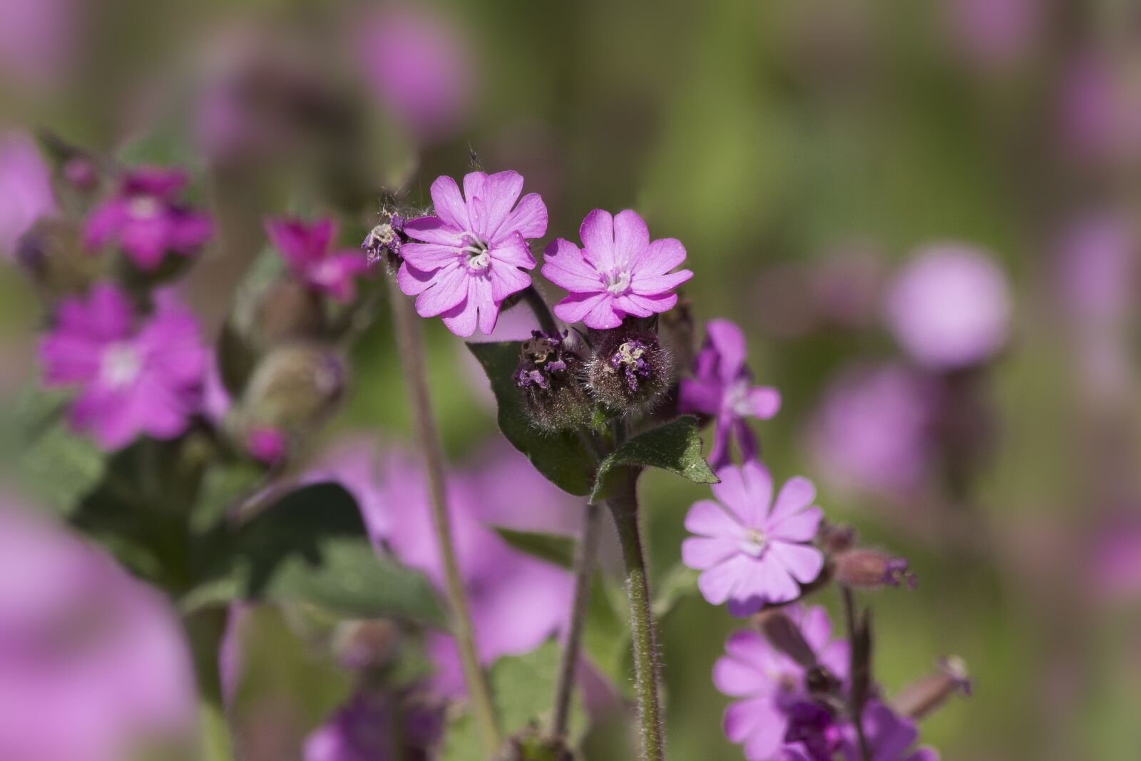 Canon EOS 50D sample photo. Red campion, silene dioica photography