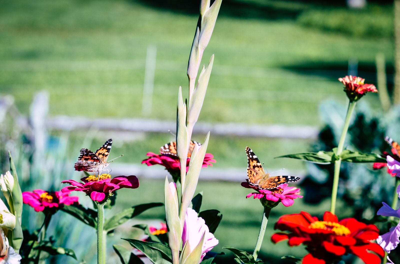 Nikon D3100 sample photo. Painted lady butterfly, painted photography