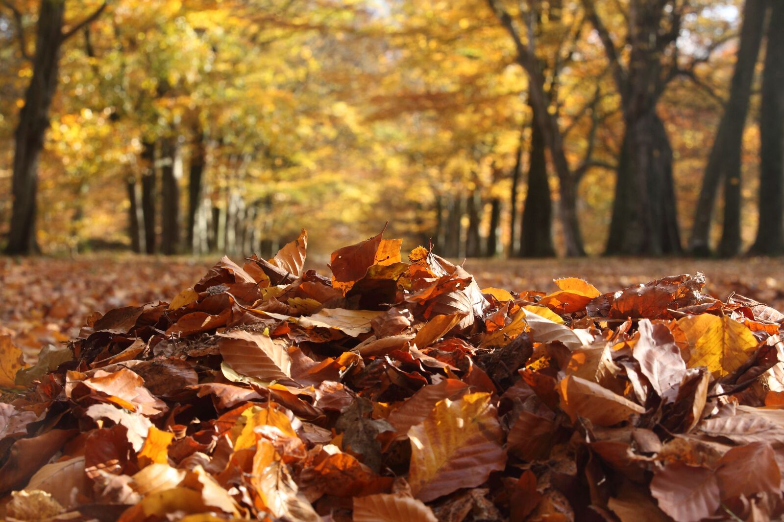 Canon EOS 5D Mark II sample photo. Fall, nature, leaf photography