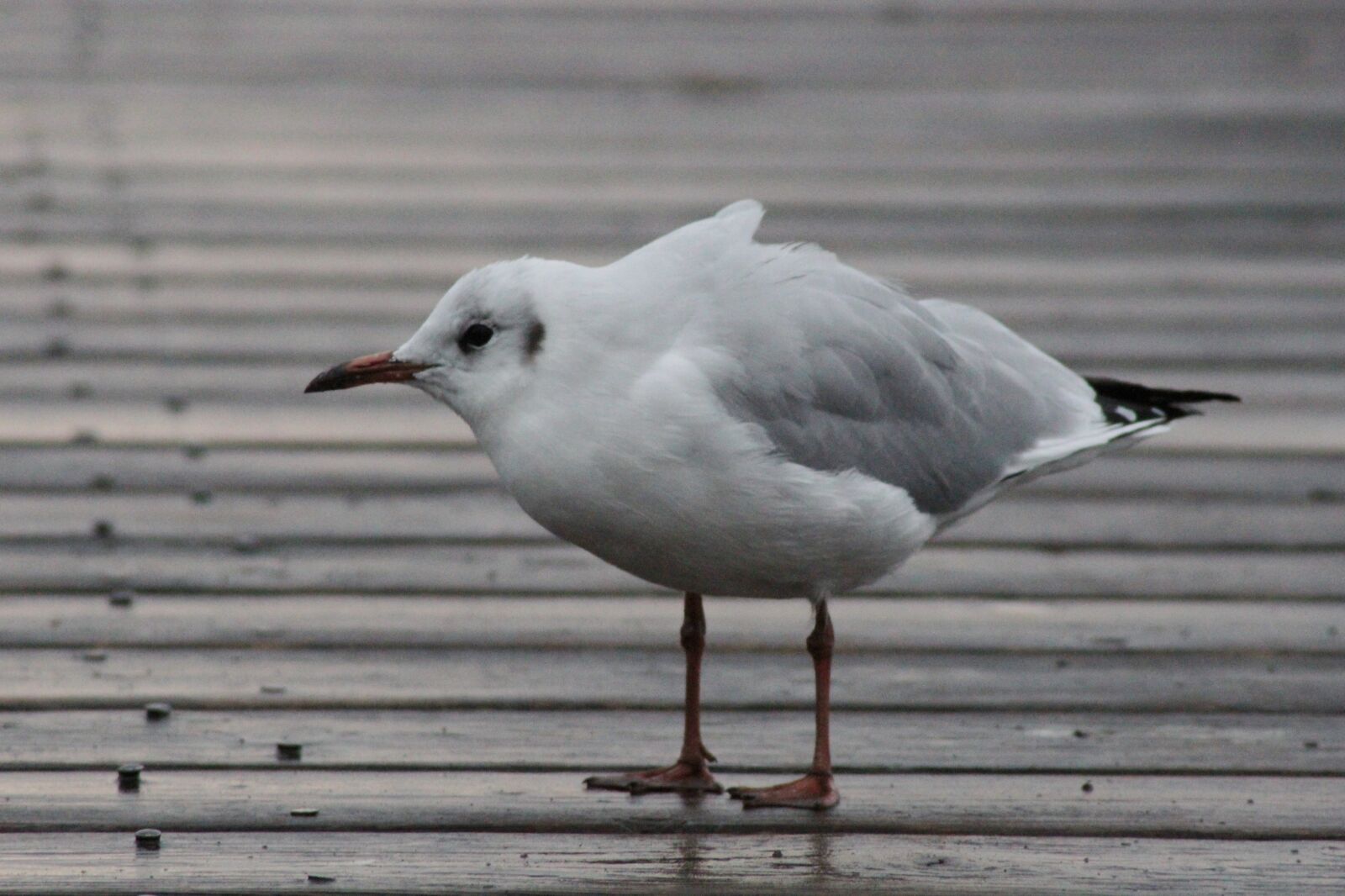 Canon EOS 1200D (EOS Rebel T5 / EOS Kiss X70 / EOS Hi) sample photo. Seagull, web, wind photography