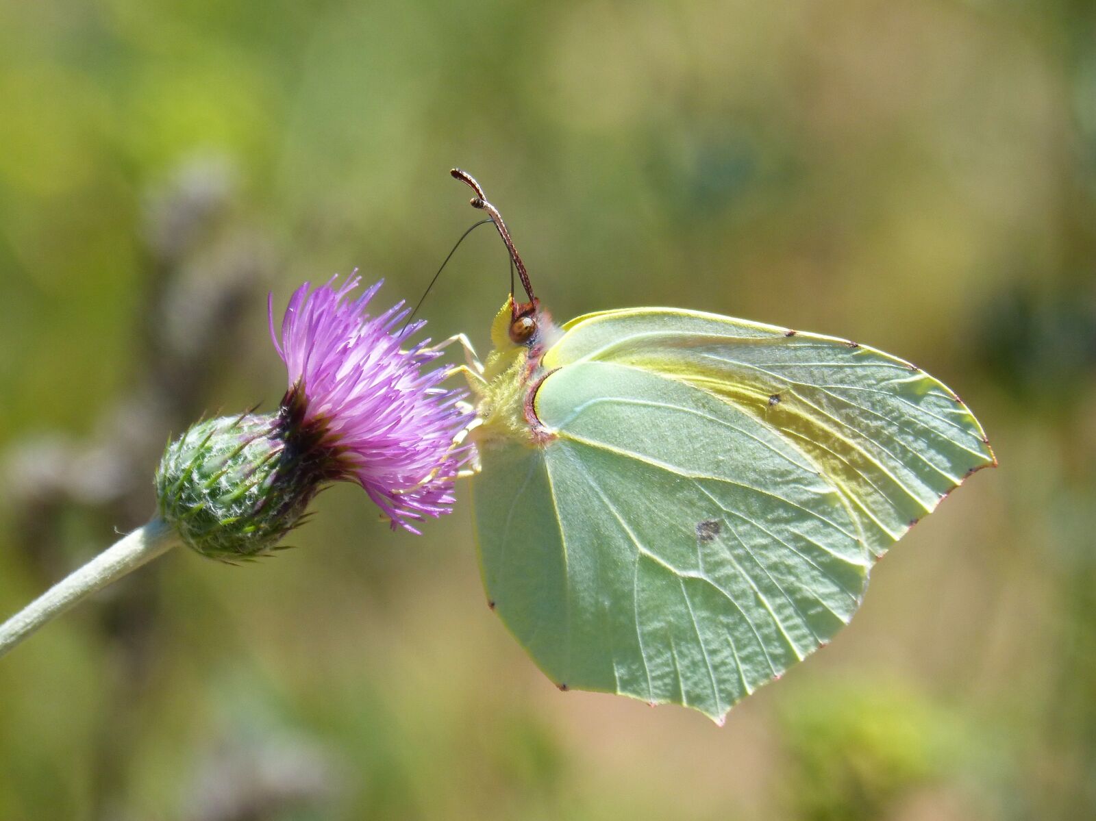 Panasonic DMC-FZ62 sample photo. Butterfly, cleopatra, gonepteryx cleopatra photography