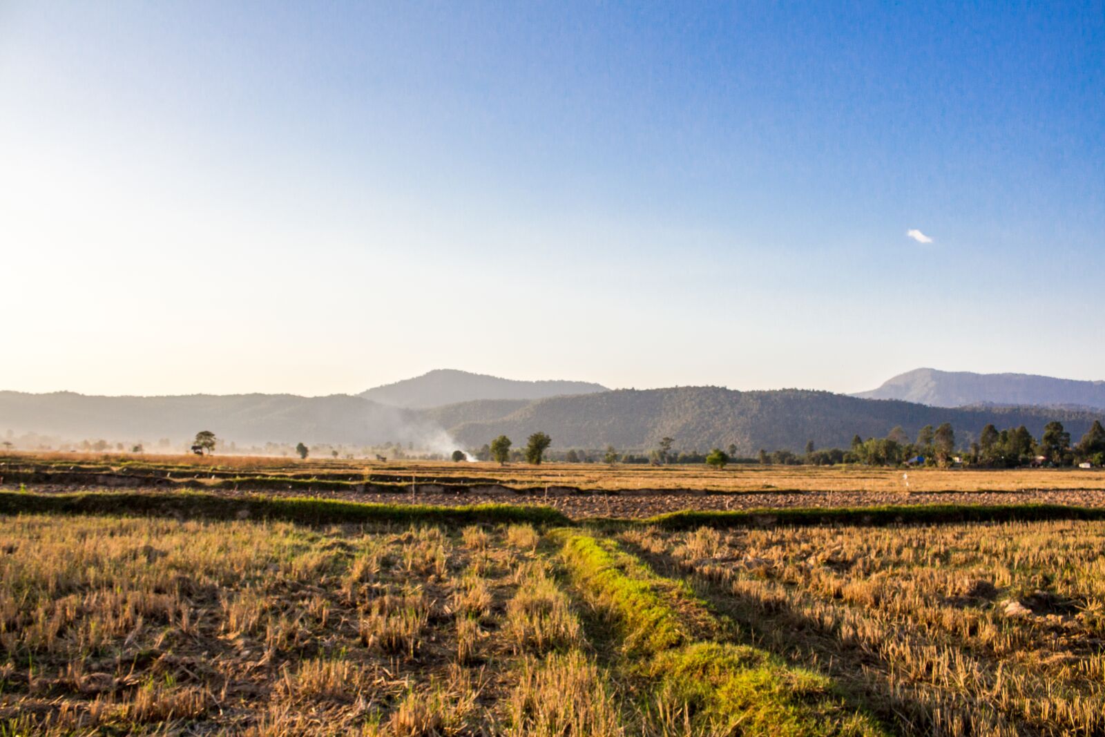 Canon EOS 700D (EOS Rebel T5i / EOS Kiss X7i) sample photo. Cornfield, chat trakan, thailand photography