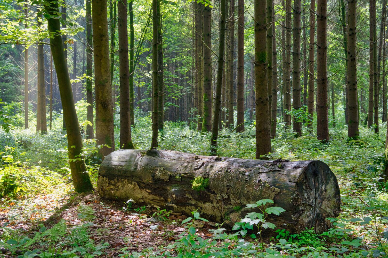 Nikon D7500 sample photo. Log, old, dead wood photography