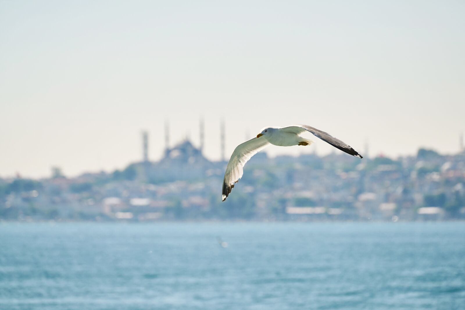 Sony FE 70-200mm F4 G OSS sample photo. Seagull, bird, fly photography