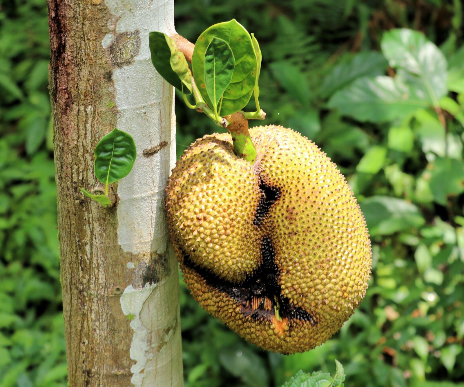 Canon EF-S 18-135mm F3.5-5.6 IS USM sample photo. Jackfruit, fruit, tree photography