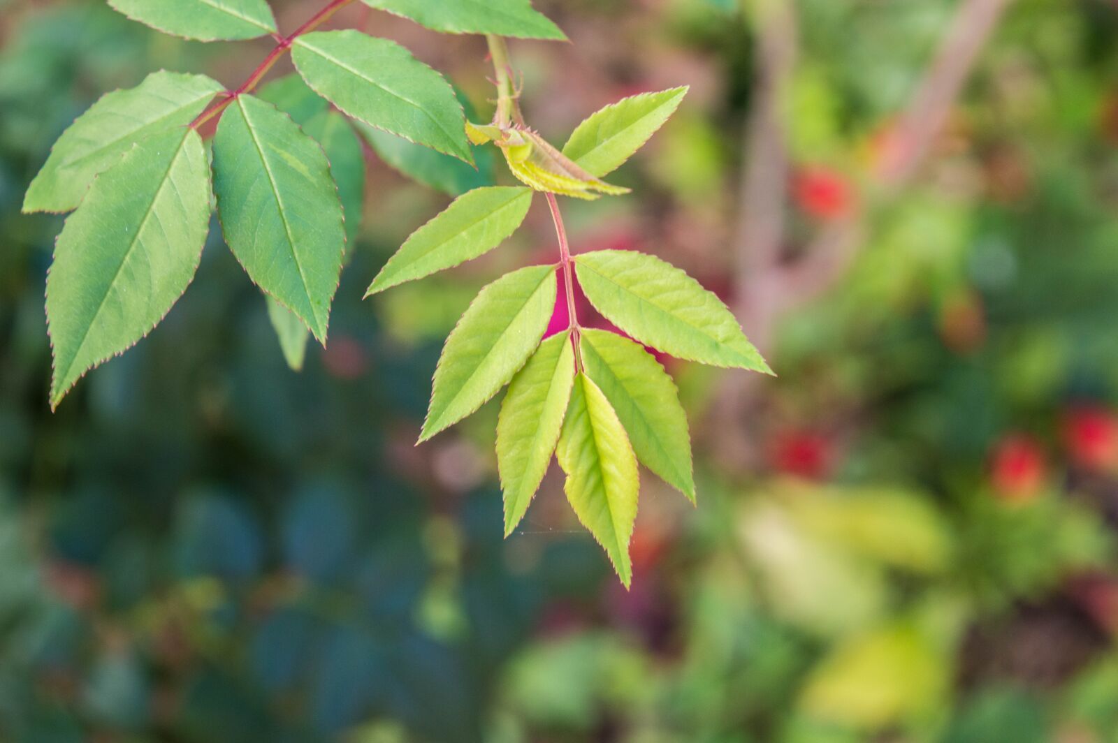 Nikon D3200 sample photo. Flower, nature, green photography