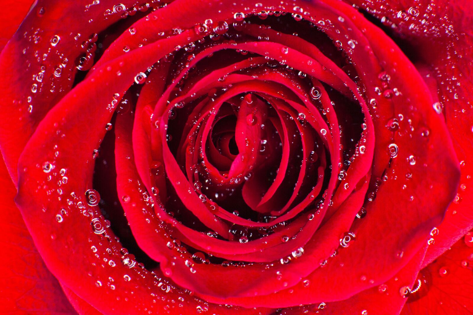 Canon EOS 5D Mark II sample photo. Rosa, flower, flowers photography